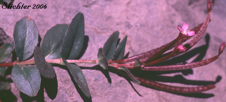 Club-fruited Willowherb, Club-pod Willow-herb, Talus Willowherb: Epilobium clavatum (Synonyms: Epilobium alpinum, Epilobium alpinum var. albiflorum, Epilobium alpinum var. clavatum, Epilobium clavatum var. glareosum, Epilobium glareosum)
