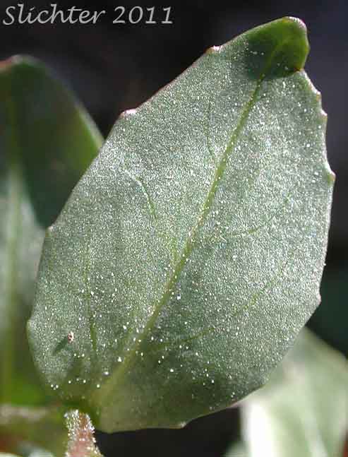 Ovate stem leaf of Club-fruited Willowherb, Club-pod Willow-herb, Talus Willowherb: Epilobium clavatum (Synonyms: Epilobium alpinum, Epilobium alpinum var. albiflorum, Epilobium alpinum var. clavatum, Epilobium clavatum var. glareosum, Epilobium glareosum)