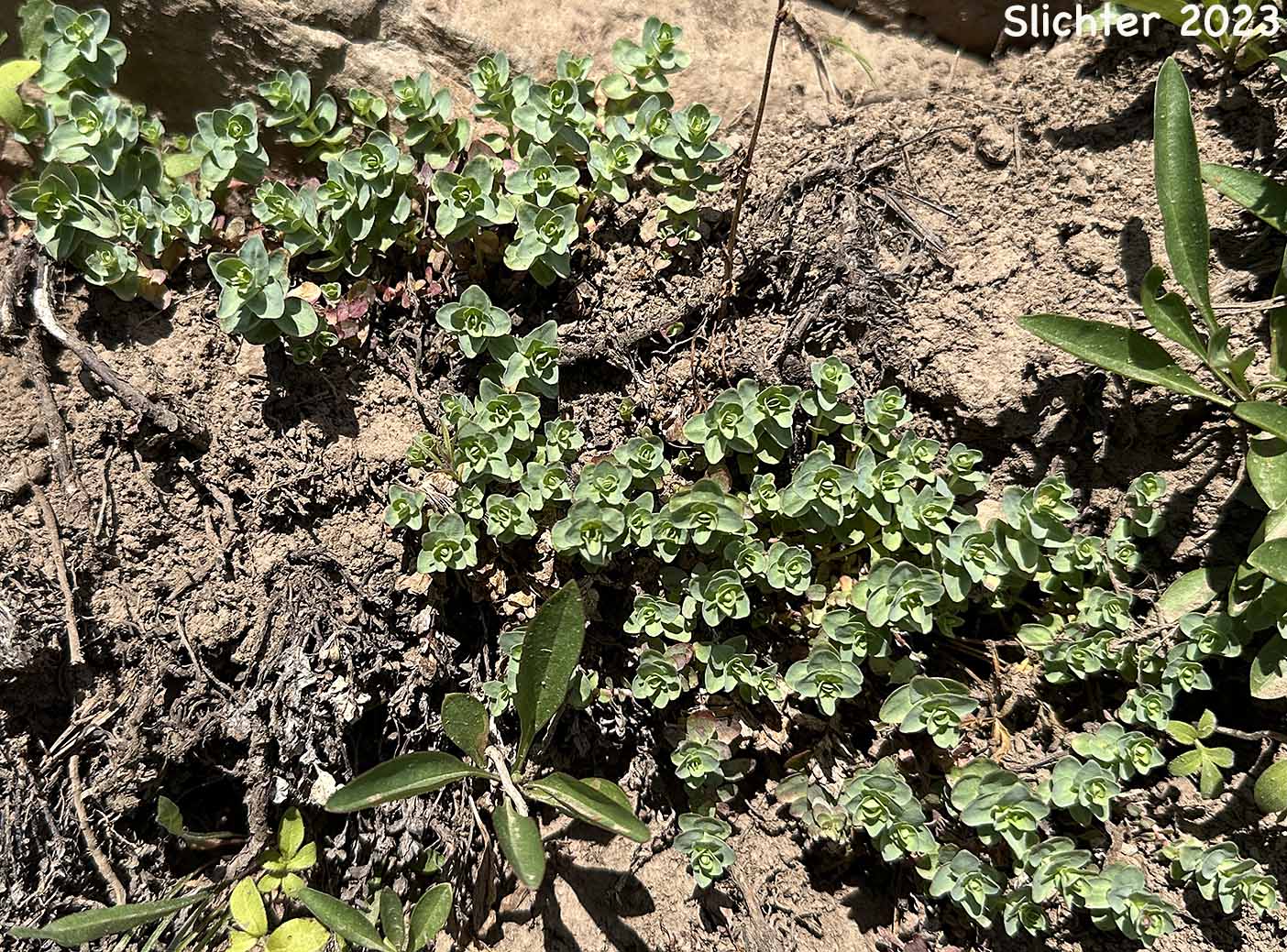 Leaves of Rockfringe, Rose Willowherb, Rose Willow-herb: Epilobium obcordatum