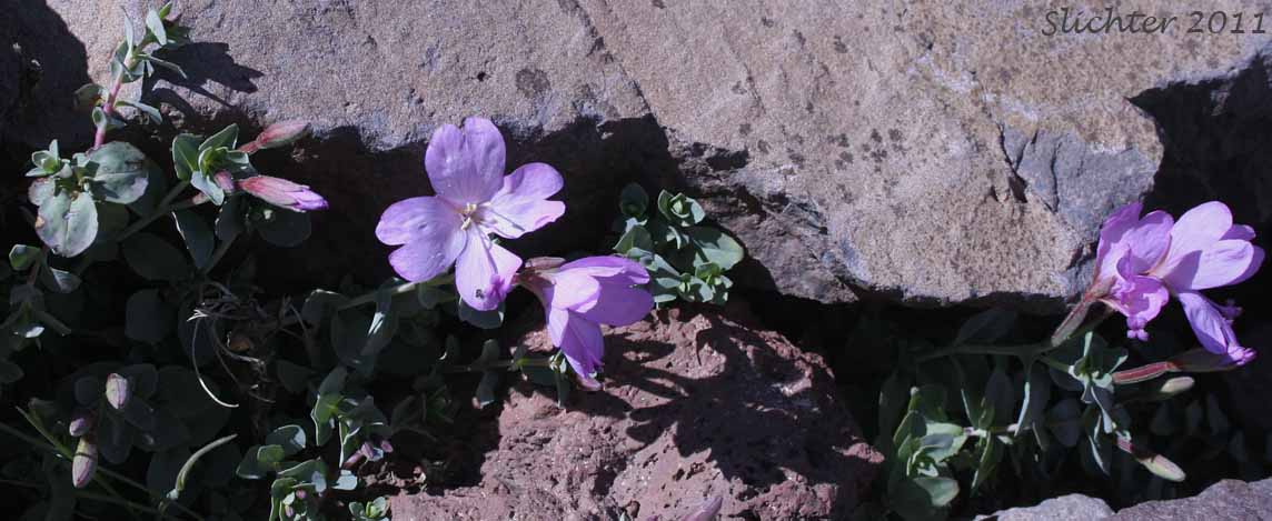 Rockfringe, Rose Willowherb, Rose Willow-herb: Epilobium obcordatum