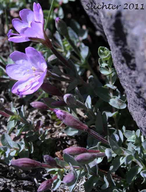 Rockfringe, Rose Willowherb, Rose Willow-herb: Epilobium obcordatum