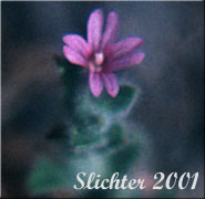 Brook Spike-primrose, Brook Willowherb, Stiff Spikeprimrose, Stiff Spike-primrose, Torrey's Epilobium, Torrey's Willowherb: Epilobium torreyi (Synonym: Boisduvalia stricta)