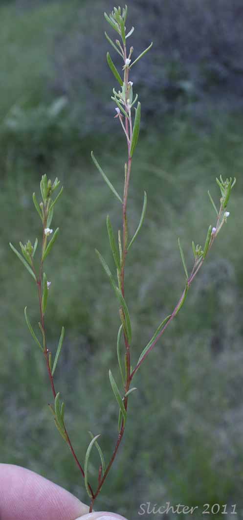 Deceptive Groundsmoke: Gayophytum decipiens