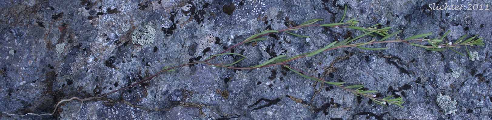 Deceptive Groundsmoke: Gayophytum decipiens
