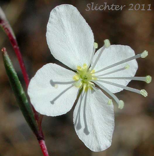 Close-up of the flower of Nuttall's Groundsmoke, Spreading Groundsmoke: Gayophytum diffusum (Synonyms: Gayophytum diffusum ssp. diffusum, Gayophytum diffusum ssp. parviflorum, Gayophytum diffusum var. strictipes, Gayophytum helleri var. erosulatum, Gayophytum intermedium, Gayophytum lasiospermum, Gayophytum lasiospermum var. hoffmannii, Gayophytum lasiospermum var. lasiospermum, Gayophytum nuttallii, Gayophytum nuttallii var. abramsii, Gayophytum nuttallii var. intermedium, Gayophytum nuttallii var. nuttallii)