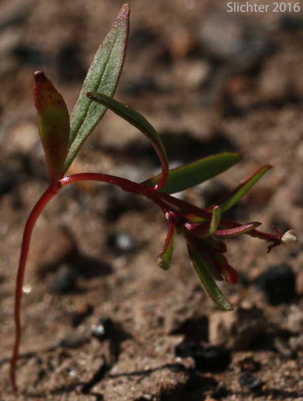 Dwarf Groundsmoke: Gayophytum humile (Synonyms: Gayophytum humile var. hirtellum, Gayophytum humile var. humile, Gayophytum nuttallii)