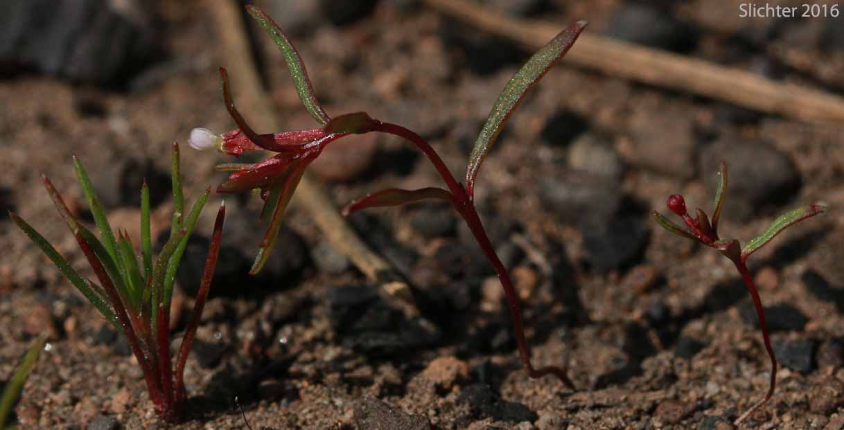 Dwarf Groundsmoke: Gayophytum humile (Synonyms: Gayophytum humile var. hirtellum, Gayophytum humile var. humile, Gayophytum nuttallii)