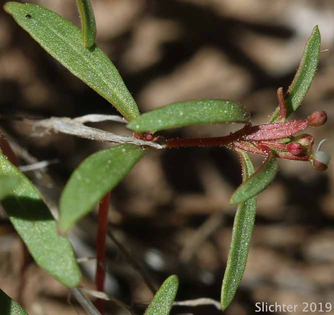 Dwarf Groundsmoke: Gayophytum humile (Synonyms: Gayophytum humile var. hirtellum, Gayophytum humile var. humile, Gayophytum nuttallii)