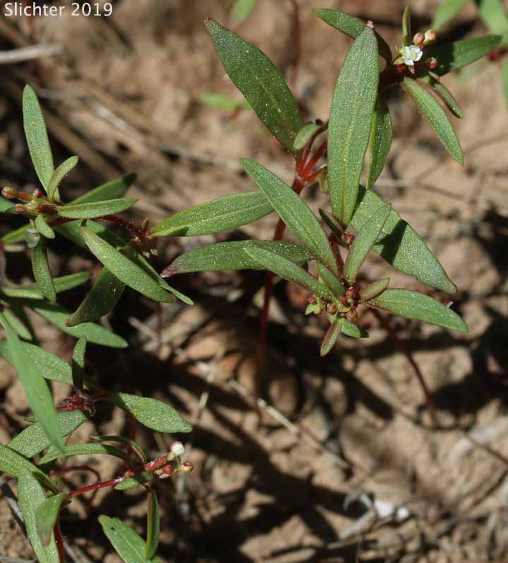 Dwarf Groundsmoke: Gayophytum humile (Synonyms: Gayophytum humile var. hirtellum, Gayophytum humile var. humile, Gayophytum nuttallii)