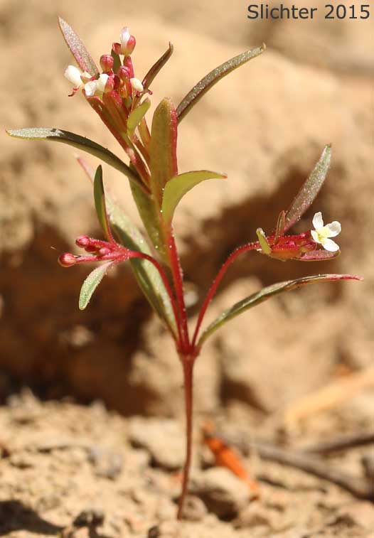 Dwarf Groundsmoke: Gayophytum humile (Synonyms: Gayophytum humile var. hirtellum, Gayophytum humile var. humile, Gayophytum nuttallii)