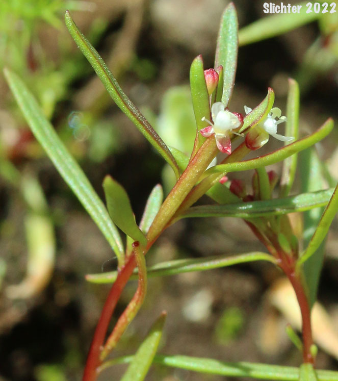 Dwarf Groundsmoke: Gayophytum humile (Synonyms: Gayophytum humile var. hirtellum, Gayophytum humile var. humile, Gayophytum nuttallii)