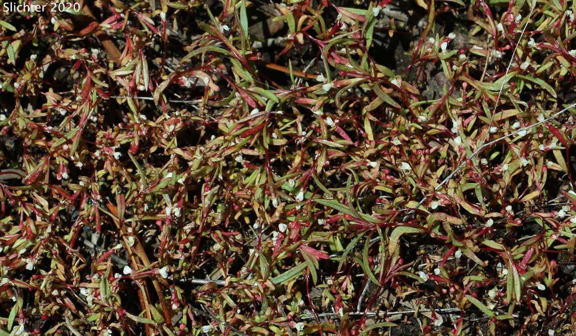 Dwarf Groundsmoke: Gayophytum humile (Synonyms: Gayophytum humile var. hirtellum, Gayophytum humile var. humile, Gayophytum nuttallii)