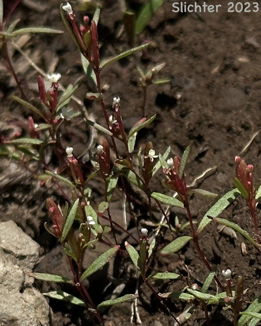 Dwarf Groundsmoke: Gayophytum humile (Synonyms: Gayophytum humile var. hirtellum, Gayophytum humile var. humile, Gayophytum nuttallii)