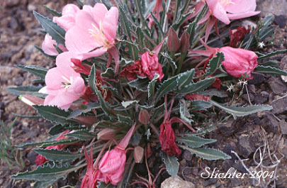 Desert Eveningprimrose, Desert Evening-primrose, Fragrant Evening Primrose, Sand Lily, Tufted Evening Primrose, Tufted Evening-primrose: Oenothera caespitosa ssp. caespitosa (Synonyms: Oenothera caespitosa var. caespitosa, Oenothera caespitosa var. montana, Oenothera caespitosa var. purpurea, Oenothera cespitosa ssp. cespitosa, Oenothera cespitosa var. cespitosa, Oenothera cespitosa ssp. montana, Oenothera cespitosa var. montana, Oenothera cespitosa ssp. purpurea, Oenothera cespitosa var. purpurea)