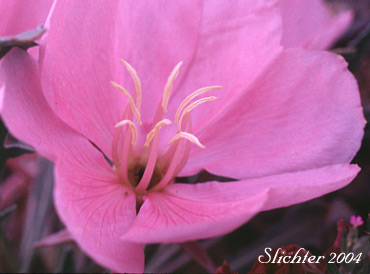 Flower of Desert Eveningprimrose, Desert Evening-primrose, Fragrant Evening Primrose, Sand Lily, Tufted Evening Primrose, Tufted Evening-primrose: Oenothera caespitosa ssp. caespitosa (Synonyms: Oenothera caespitosa var. caespitosa, Oenothera caespitosa var. montana, Oenothera caespitosa var. purpurea, Oenothera cespitosa ssp. cespitosa, Oenothera cespitosa var. cespitosa, Oenothera cespitosa ssp. montana, Oenothera cespitosa var. montana, Oenothera cespitosa ssp. purpurea, Oenothera cespitosa var. purpurea)