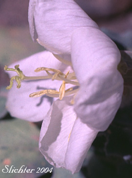 Flower of Hairy Evening Primrose, Bird's Nest Evening-primrose, Lion in a Cage: Oenothera deltoides ssp. deltoides (Synonym: Oenothera deltoides ssp. deltoides)