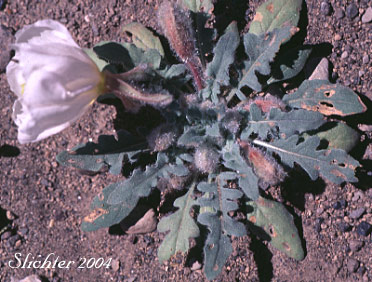 Hairy Evening Primrose, Bird's Nest Evening-primrose, Lion in a Cage: Oenothera deltoides ssp. deltoides (Synonym: Oenothera deltoides ssp. deltoides)
