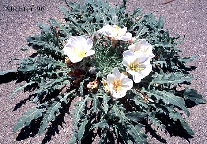 Hairy Evening Primrose, Bird's Nest Evening-primrose, Lion in a Cage: Oenothera deltoides ssp. deltoides (Synonym: Oenothera deltoides ssp. deltoides)