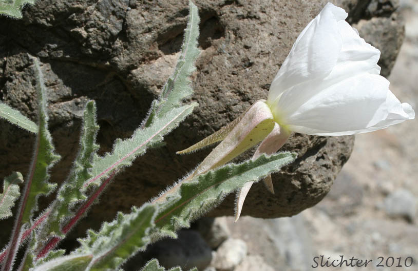Tufted Evening Primrose: Oenothera caespitosa ssp. marginata (Synonyms: Oenothera caespitosa var. marginata, Oenothera cespitosa ssp. marginata, Oenothera cespitosa var. marginata)