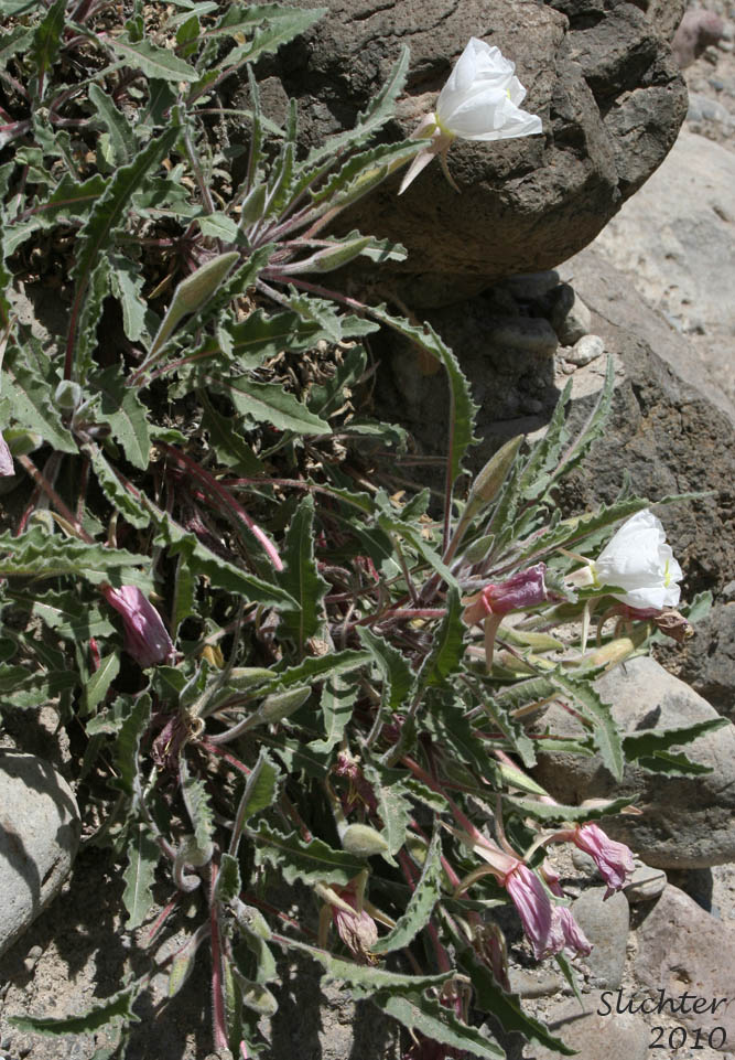 Tufted Evening Primrose: Oenothera caespitosa ssp. marginata (Synonyms: Oenothera caespitosa var. marginata, Oenothera cespitosa ssp. marginata, Oenothera cespitosa var. marginata)