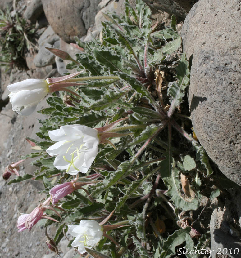 Tufted Evening Primrose: Oenothera caespitosa ssp. marginata (Synonyms: Oenothera caespitosa var. marginata, Oenothera cespitosa ssp. marginata, Oenothera cespitosa var. marginata)