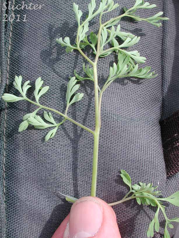 Leaf of Common Fumitory, Drug Fumitory: Fumaria officinalis (Synonym: Fumaria officinalis ssp. officinalis)