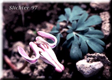 One-flowered Dicentra, Longhorn Steer's-head, Long-horn Steer's-head, Steer's Head: Dicentra uniflora