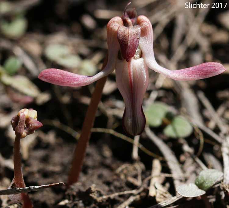 One-flowered Dicentra, Longhorn Steer's-head, Long-horn Steer's-head, Steer's Head: Dicentra uniflora