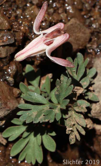 One-flowered Dicentra, Longhorn Steer's-head, Long-horn Steer's-head, Steer's Head: Dicentra uniflora