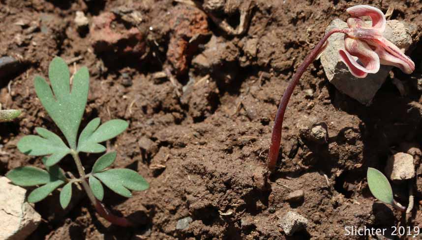 One-flowered Dicentra, Longhorn Steer's-head, Long-horn Steer's-head, Steer's Head: Dicentra uniflora
