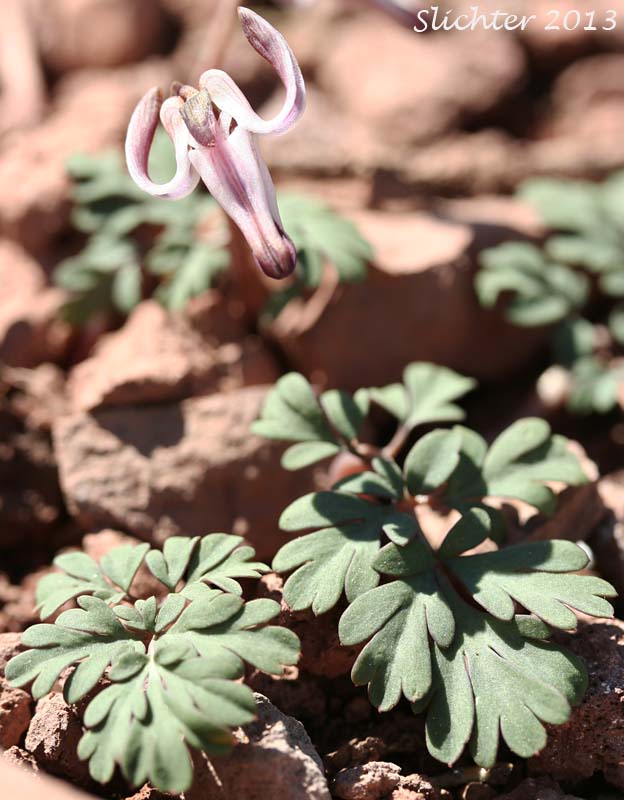 One-flowered Dicentra, Longhorn Steer's-head, Long-horn Steer's-head, Steer's Head: Dicentra uniflora
