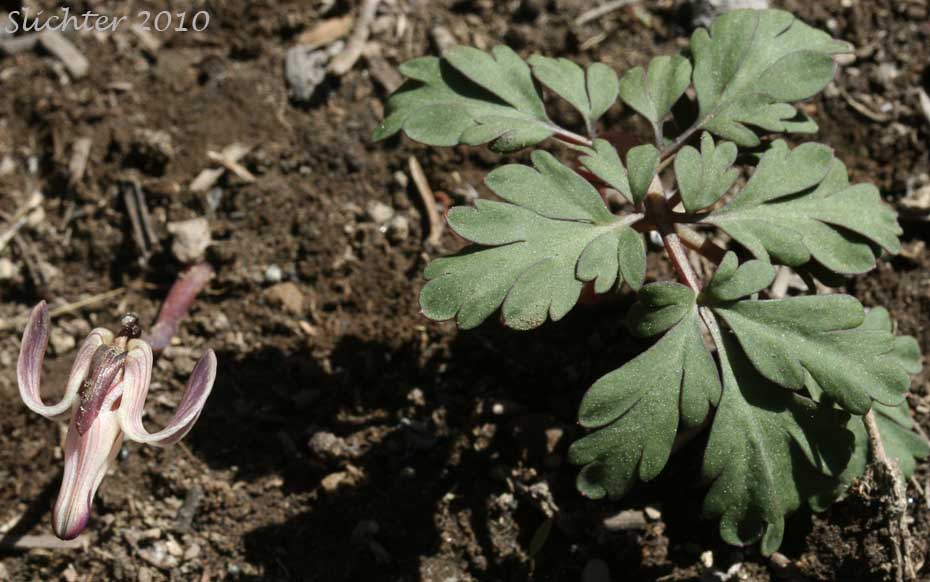 One-flowered Dicentra, Longhorn Steer's-head, Long-horn Steer's-head, Steer's Head: Dicentra uniflora