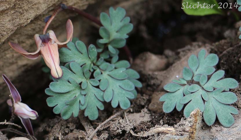 One-flowered Dicentra, Longhorn Steer's-head, Long-horn Steer's-head, Steer's Head: Dicentra uniflora