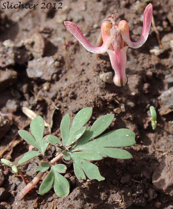 One-flowered Dicentra, Longhorn Steer's-head, Long-horn Steer's-head, Steer's Head: Dicentra uniflora