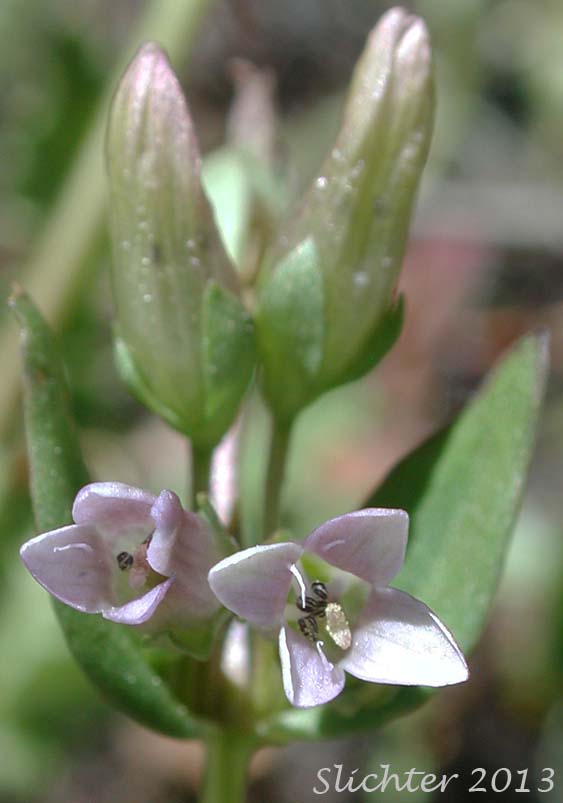 Close-up frontal view of the flowers of Autumn Dwarf Genitan, Felwort, Northern Gentian: Gentianella amarella ssp. acuta (Synonyms: Gentiana amarella, Gentiana amarella var. acuta, Gentianella amarella var. acuta)