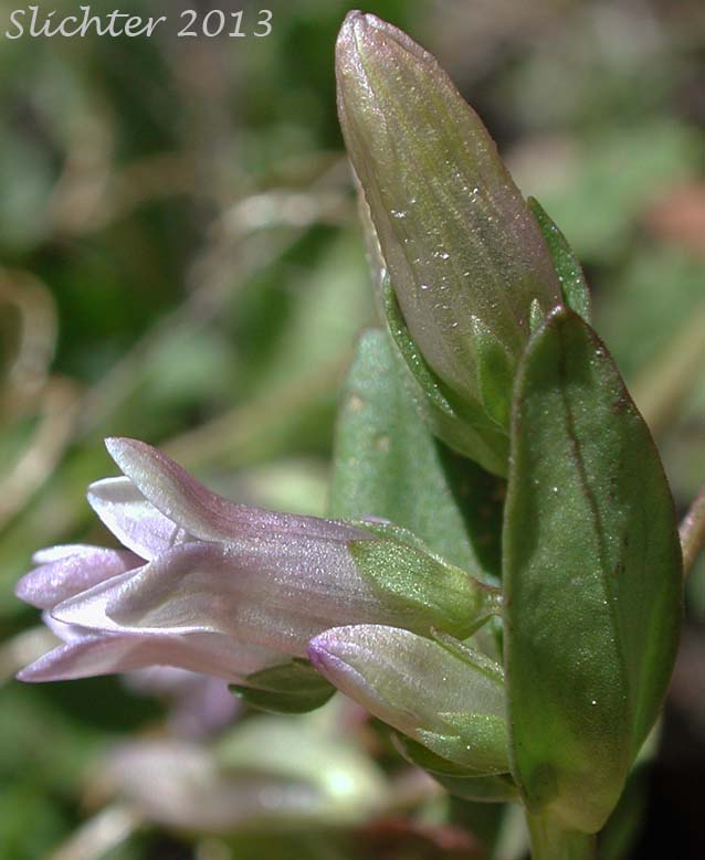 Close-up sideview of a flower of Autumn Dwarf Genitan, Felwort, Northern Gentian: Gentianella amarella ssp. acuta (Synonyms: Gentiana amarella, Gentiana amarella var. acuta, Gentianella amarella var. acuta)