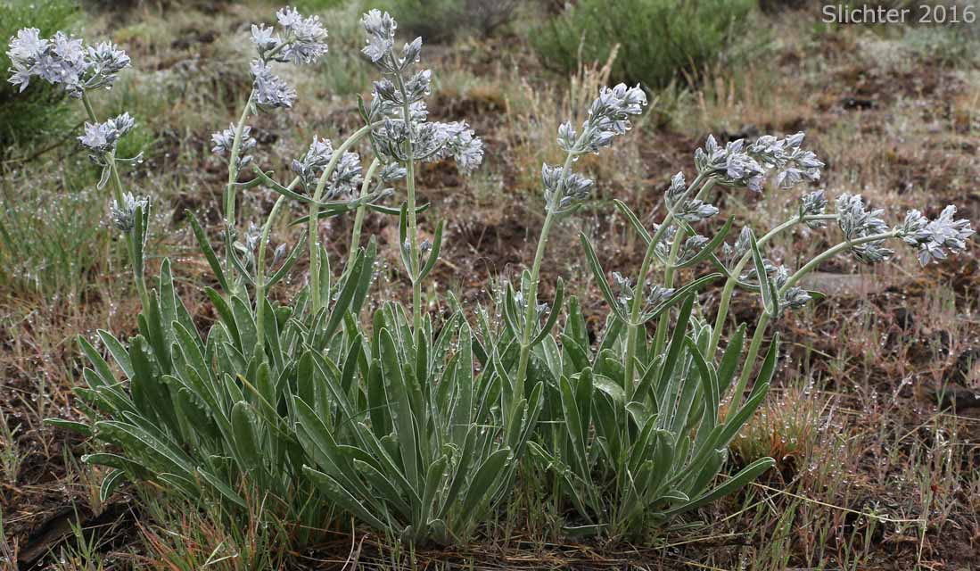 Douglas' Frasera, Whitestem Frasera: Frasera albicaulis var. albicaulis (Synonyms: Frasera nitida var. albicaulis, Leucocraspedum albicaule, Swertia albicaulis, Swertia albicaulis var. albicaulis, Swertia watsonii)