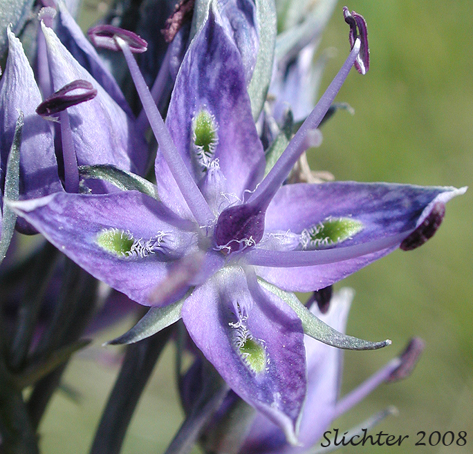 Close-up of a flower of Douglas' Frasera, Whitestem Frasera: Frasera albicaulis var. albicaulis (Synonyms: Frasera nitida var. albicaulis, Leucocraspedum albicaule, Swertia albicaulis, Swertia albicaulis var. albicaulis, Swertia watsonii)