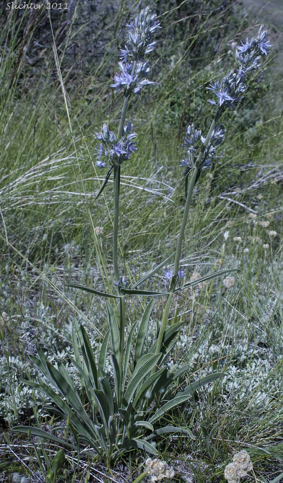 Douglas' Frasera, Whitestem Frasera: Frasera albicaulis var. albicaulis (Synonyms: Frasera nitida var. albicaulis, Leucocraspedum albicaule, Swertia albicaulis, Swertia albicaulis var. albicaulis, Swertia watsonii)