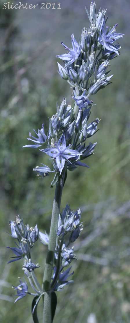 Inflorescence of Douglas' Frasera, Whitestem Frasera: Frasera albicaulis var. albicaulis (Synonyms: Frasera nitida var. albicaulis, Leucocraspedum albicaule, Swertia albicaulis, Swertia albicaulis var. albicaulis, Swertia watsonii)