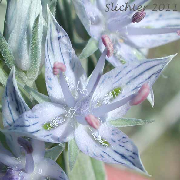 Close-up of a flower of Douglas' Frasera, Whitestem Frasera: Frasera albicaulis var. albicaulis (Synonyms: Frasera nitida var. albicaulis, Leucocraspedum albicaule, Swertia albicaulis, Swertia albicaulis var. albicaulis, Swertia watsonii)