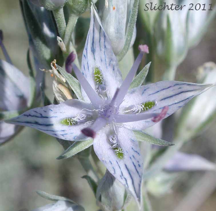 Close-up of a flower of Douglas' Frasera, Whitestem Frasera: Frasera albicaulis var. albicaulis (Synonyms: Frasera nitida var. albicaulis, Leucocraspedum albicaule, Swertia albicaulis, Swertia albicaulis var. albicaulis, Swertia watsonii)