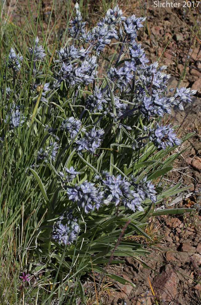Cusick's Elkweed, Cusick's Frasera: Frasera albicaulis var. cusickii (Synonyms: Frasera caerulea, Frasera coerulea, Swertia albicaulis var. cusickii, Swertia cusickii, Swertia nitida ssp. cusickii)