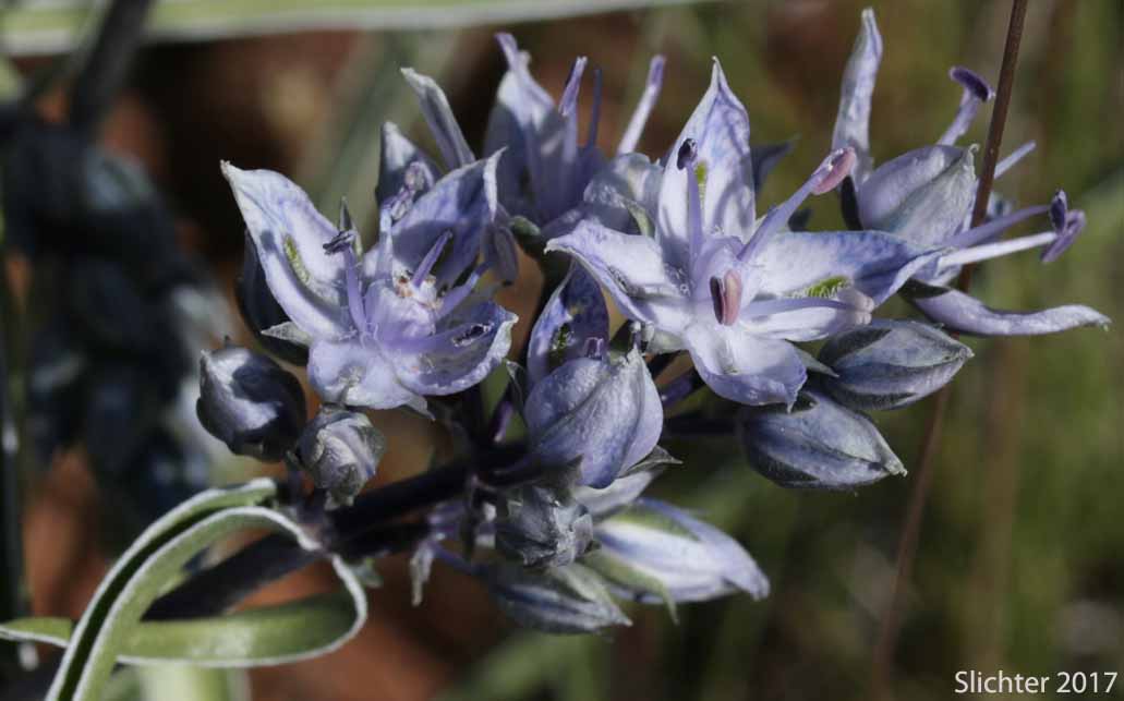 Cusick's Elkweed, Cusick's Frasera: Frasera albicaulis var. cusickii (Synonyms: Frasera caerulea, Frasera coerulea, Swertia albicaulis var. cusickii, Swertia cusickii, Swertia nitida ssp. cusickii)