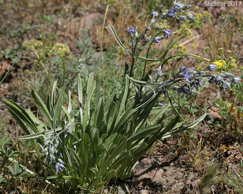 Cusick's Elkweed, Cusick's Frasera: Frasera albicaulis var. cusickii (Synonyms: Frasera caerulea, Frasera coerulea, Swertia albicaulis var. cusickii, Swertia cusickii, Swertia nitida ssp. cusickii)