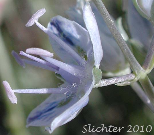 Close-up sideview of the flower of Cusick's Elkweed, Cusick's Frasera: Frasera albicaulis var. cusickii (Synonyms: Frasera caerulea, Frasera coerulea, Swertia albicaulis var. cusickii, Swertia cusickii, Swertia nitida ssp. cusickii)