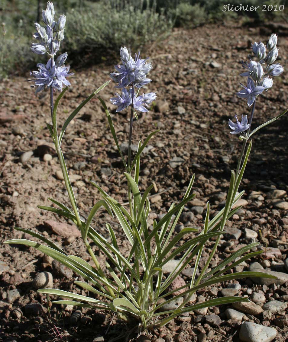 Cusick's Elkweed, Cusick's Frasera: Frasera albicaulis var. cusickii (Synonyms: Frasera caerulea, Frasera coerulea, Swertia albicaulis var. cusickii, Swertia cusickii, Swertia nitida ssp. cusickii)