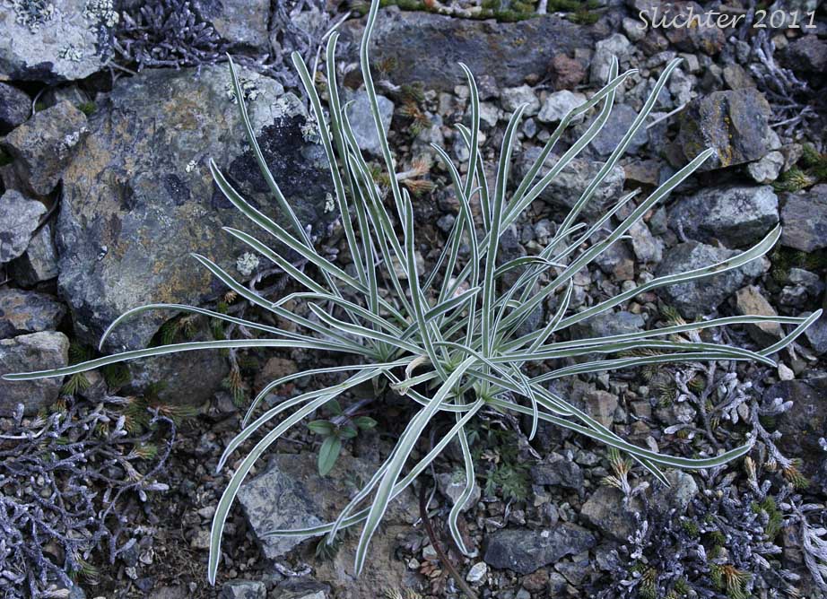 Basal leaves of Cusick's Elkweed, Cusick's Frasera: Frasera albicaulis var. cusickii (Synonyms: Frasera caerulea, Frasera coerulea, Swertia albicaulis var. cusickii, Swertia cusickii, Swertia nitida ssp. cusickii)