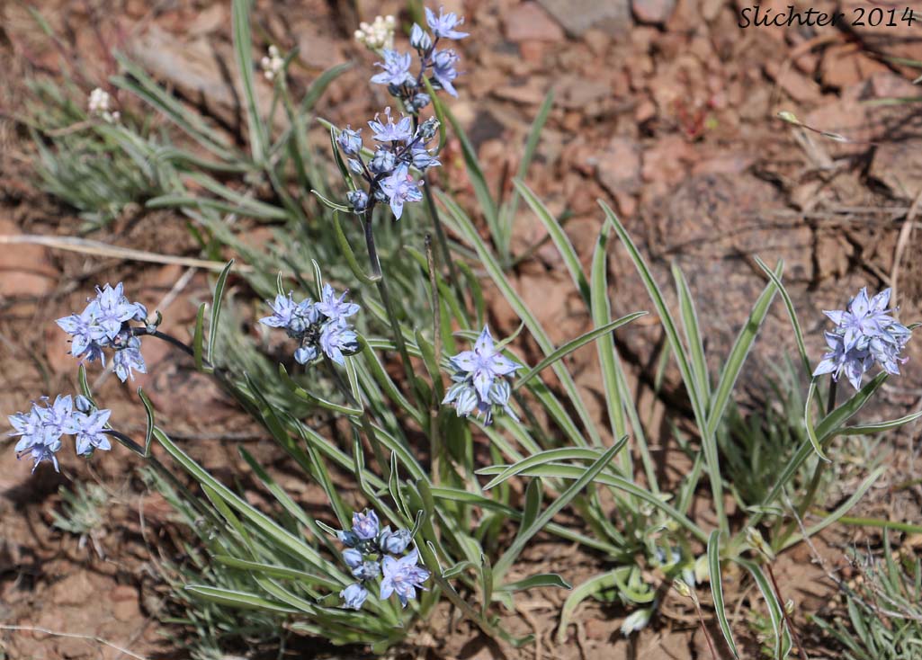 Cusick's Elkweed, Cusick's Frasera: Frasera albicaulis var. cusickii (Synonyms: Frasera caerulea, Frasera coerulea, Swertia albicaulis var. cusickii, Swertia cusickii, Swertia nitida ssp. cusickii)