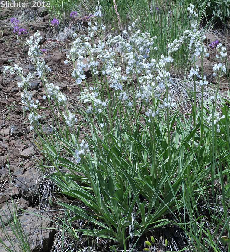 Idaho Frasera: Frasera albicaulis var. idahoensis (Synonyms: Swertia albicaulis var. idahoensis, Swertia idahoensis)